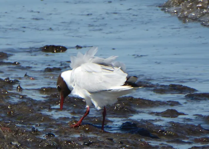 Lägenhet Strandkueken